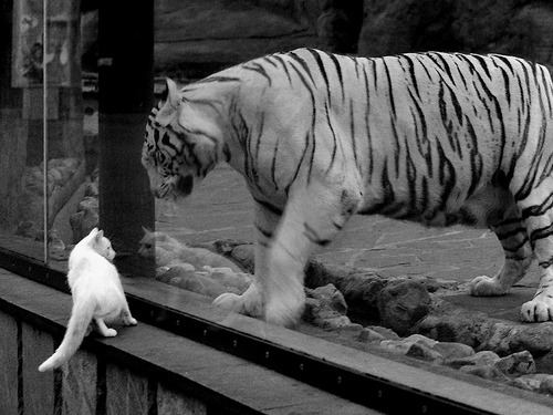 《职业战队的后勤保障：从健康到心理的全方位支持》，职业战队工资多少钱