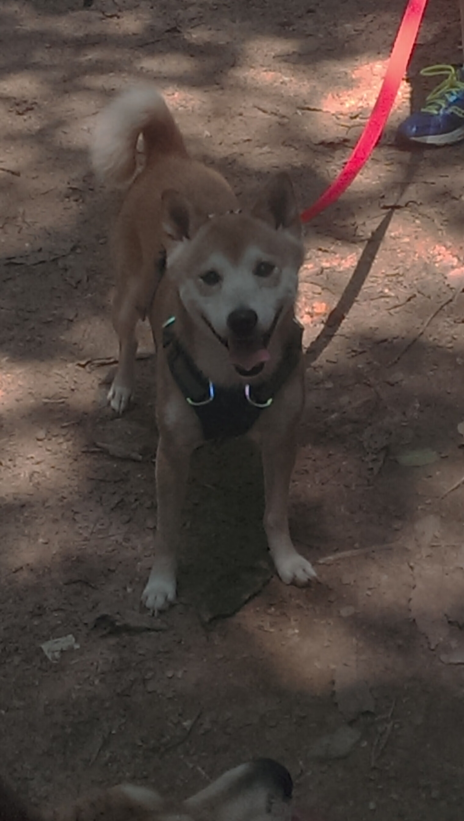 《职业战队的后勤保障：从健康到心理的全方位支持》，职业战队工资多少钱