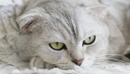 九游娱乐电竞站-媒体报道足球反腐进展，呼吁透明，足球反超经典比赛