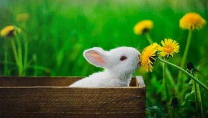 九游娱乐电竞站-媒体报道足球反腐进展，呼吁透明，足球反超经典比赛