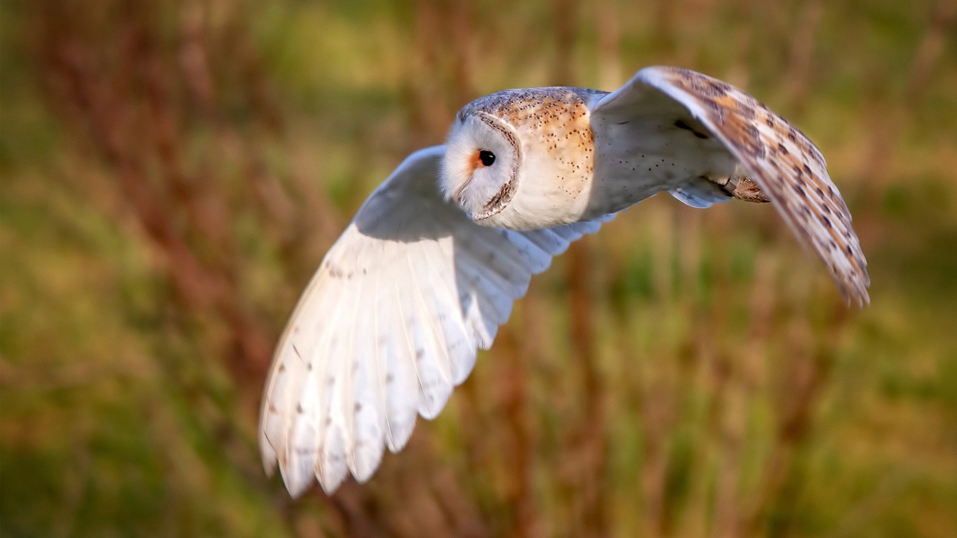 ”花式“表现：勒布朗、杜兰特的精彩镜头不断刷新纪录，勒布朗杜兰特全明星