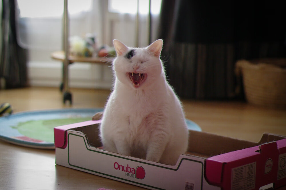 国际滑雪锦标赛中国代表团再创佳绩,摘多枚奖牌,国际滑雪冠军有哪些