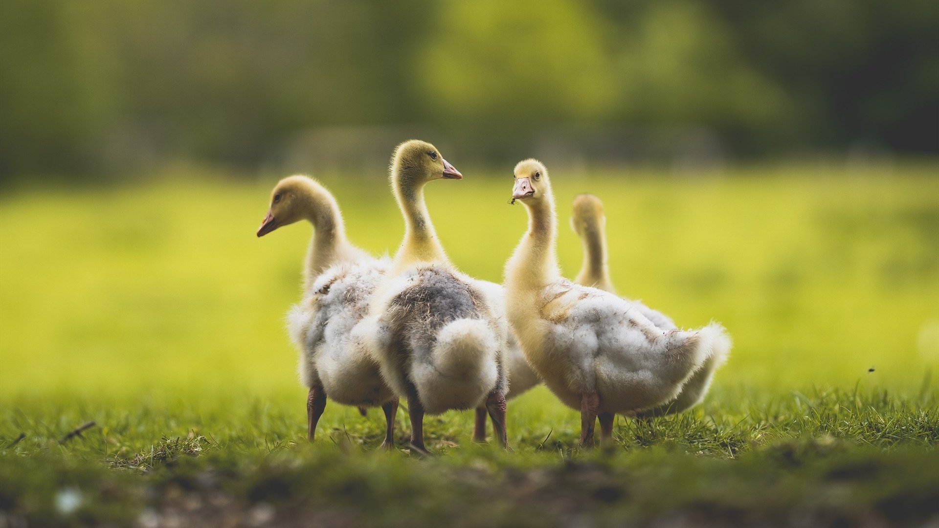 坦克世界“钢铁之巅”冠军对抗赛正式启幕，钢铁联赛