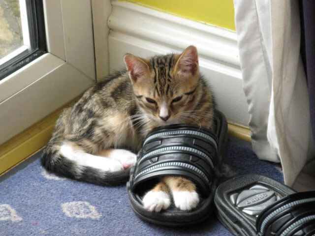 中国九游体育-大型夜光水上摩托表演，灯火辉煌中的极速狂飙，水上摩托长啥样