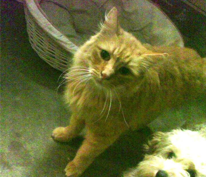 九游9游-日本奥运队球员技术细腻，日本奥运会参赛队员